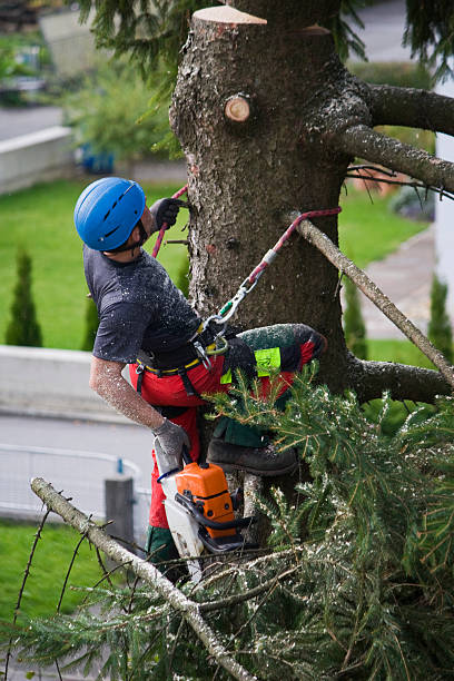 How Our Tree Care Process Works  in  Newport East, RI